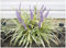 1 x Liriope muscari ‚Variegata' im 1 Liter Topf (Ziergras/Staude/Winterhart/Mehrjährig/Stauden/Immergrün) Bunte Lilientraube - Elegante Kontraste für schattige Gartenplätze - von Stauden Gänge
