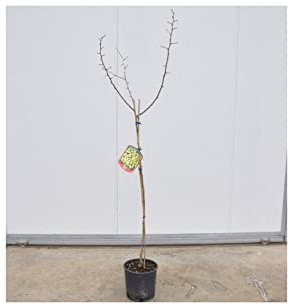 Albero di Gelso - Colori Disponibili Rosso, Età Della Pianta Pianta Di 3 Anni