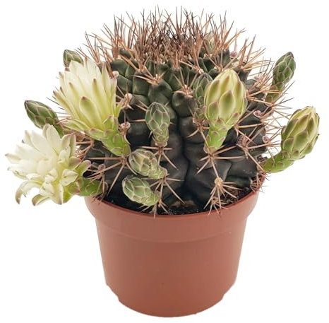 Fangblatt - Gymnocalycium delaetii - Kugelkaktus im Ø 10,5 cm Topf - exotische Zimmerpflanze - pflegeleichter Kaktus