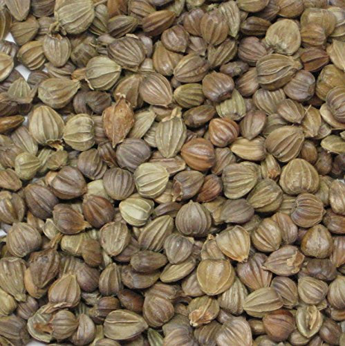 Hainbuche Baum Seed Pack, Carpinus betulus Ideal für Bonsai-Bäume 10