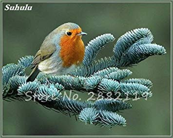 Abies Samen, koreanische Tanne, Nordmannstanne (Weihnachtsbaum, Conifer) Samen Baum. Haus-Garten Bonsaipflanzen und Blumen-Samen 100 PC-23