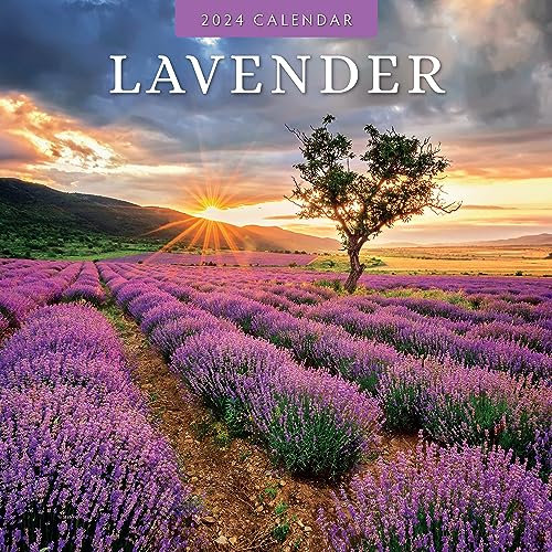 Red Robin Publishing RR241095 Wandkalender 2024, quadratisch, Lavendel