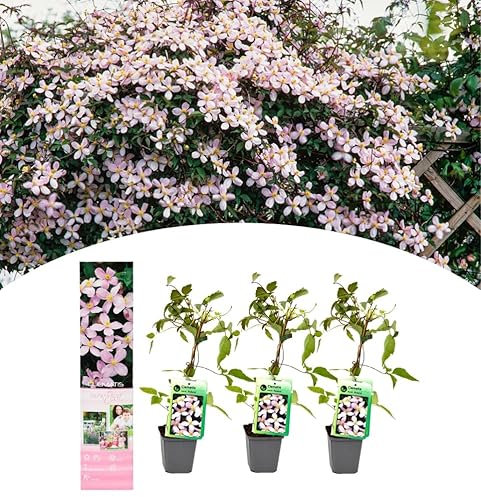 NatureNest, Waldrebe, Clematis Montana 'Rubens', 3 Stuck, 30-38 cm, Kletterpflanze, Gartenpflege