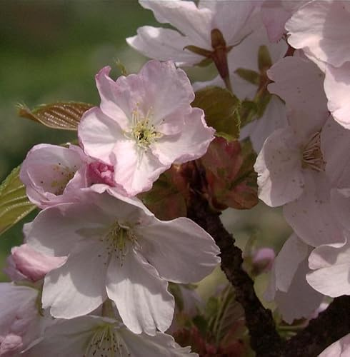 Zwerg Zierkirsche Saki 80-100cm - Prunus - lebende Gartenpflanze aus den Baumschulen