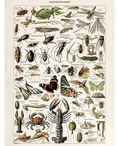 Artery8 Millot Encyclopedia Arthropods Exoskeletal Animals Large Wall Art Poster Print Thick Paper 18X24 Inch Tiere Wand Poster drucken