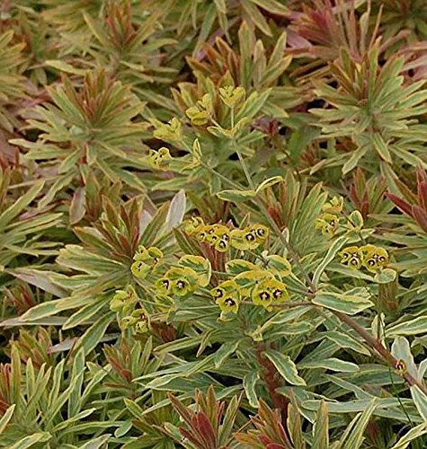 Busch Wolfsmilch Ascot Rainbow - Euphorbia martinii - lebende Gartenpflanze aus den Baumschulen