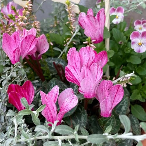 Semi resistenti al ciclamino, fiori autunnali resistenti Ciclamino persico - Semi di fiori perenni resistenti piante invernali per esterno Piante rustiche per balconi Le piante da 50pcs