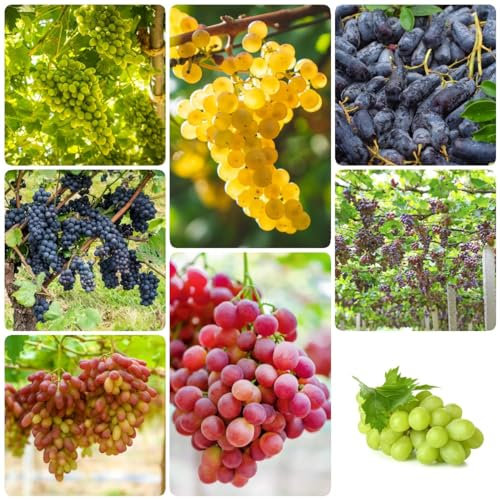 120 pcs weinreben samen - obst frisch pflanztopf winterharte stauden mehrjährig,trauben kernlos,weintrauben bio pflanzen,Vitis vinifera, zimmerpflanze garden geschenke für ältere menschen