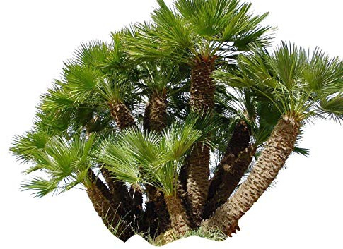 10 Samen Zwerg-Dattelpalme -Phoenix roebelinii- -Tolle Zimmerpflanze-