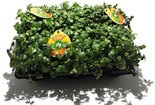 6 x Golliwoog - Futterpflanze für Bartagamen, Vögel, Meerschweinchen, Kaninchen