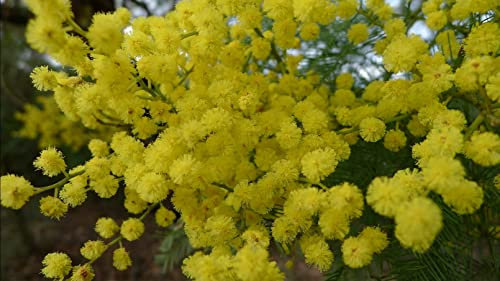 Nuevo hogar jardín de plantas 10 Semillas ORO MIMOSA Acacia Baileyana amarillo zarzo semillas de flor del árbol