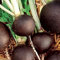 Round noir espagnol Radis 300 graines Crisp et Piquante