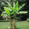 Bananenbaum Musa Basjoo - 4 bäume