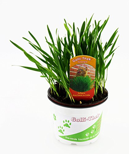 Katzengras Soft - Weizengras - Futterweizen - Triticum - Selbstaussaat Set - Keine Fertige Pflanze