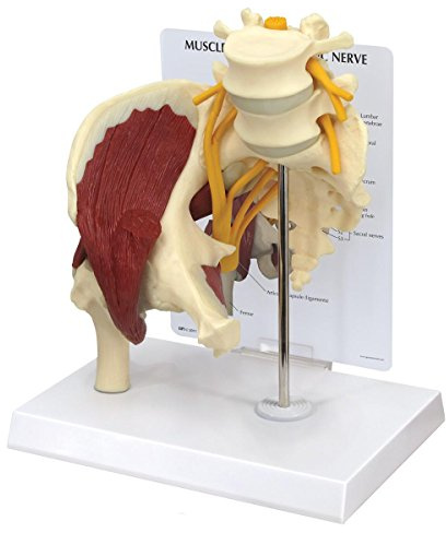 GPI Anatomicals 1311 Hüfte mit Muskeln und Ischiasnerv