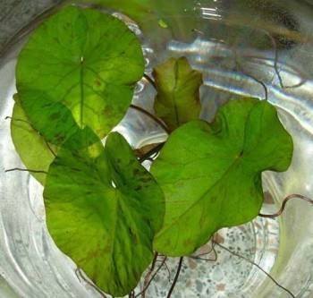1 grüner Tigerlotus ca. 5 cm Austrieb und Knolle
