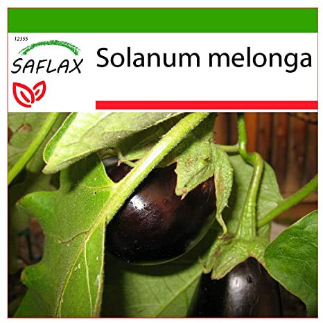 SAFLAX - Berenjena - 20 semillas - Con sustrato estéril para cultivo - Solanum melonga