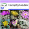 SAFLAX - Sukkulenten - Blühende Steine/Conophytum Mix - 40 Samen - Conophytum Mix
