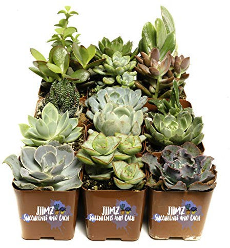 Paquete surtido de suculentas, perfecto para bodas, regalos de fiesta, jardines en casa y eventos sociales por Jiimz