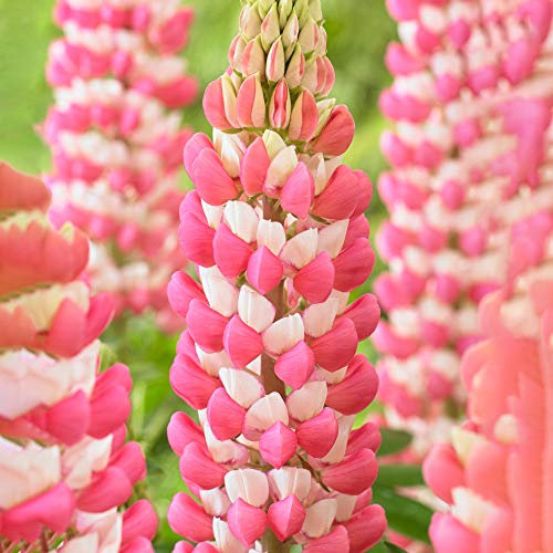 Lupin Rachel de Thame - Stunning Lupinus Garden Ready Potted Plants - Outdoor Perennial in Pot - Hardy Pink and White Flowering Plant (9cm Pot, 20-30cm)