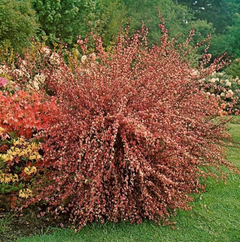 Cytisus x praecox 'Hollandia' 30–40 cm – Winterhart, Mehrjährig, Pflegeleicht – Besenginster – Zierstrauch für Garten & Beet