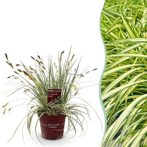 Ziergräser - Carex oshimensis Evergold - Gelb & Grün - Immergrün - Winterhart - 40-50cm - Ø17cm - Gartenpflanze