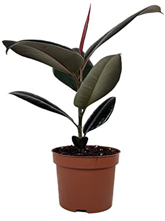 Rubber Plant Ficus elastica Abidjan in a 12cm Pot