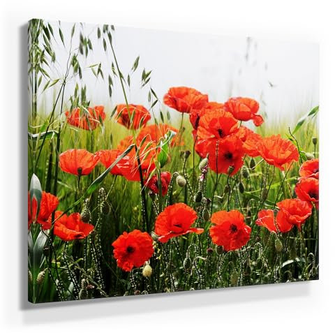 Mohnblumenfeld als Leinwandbild, 80x80cm groß und 9 weitere wunderschöne Mohnblumen Bilder als Wandbild in 7 Formaten. Ideal als Dekobild für alle Zimmer. Fertig aufgespannt auf Holzrahmen