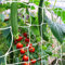 CANAGROW Ranknetz 1.8 x 9m/6x30ft Pflanzennetz Gurkennetz Rankhilfen Gartennetz mit Großer Maschenweite für Kletterpflanzen Früchte Gurken Erbsen Tomaten Bohnen, Weiß, 2 Packung