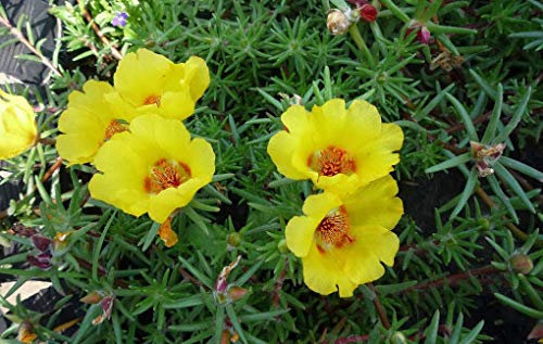 100Pcs Color Moss-Rose Purslane Double Flower Seeds for Planting Yellow Flowers