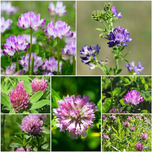 200 pcs alfalfa samen bio - balkon deko zimmerbonsai bonsai luzerne, kräutersamen gartenarbeit gartenpflanzen zimmerpflanze saatgut alte sorten spezielle gewächshaus balkon kübelpflanzen