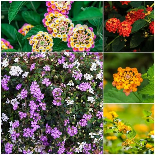 400 pcs wandelröschen kaufen samen - hochbeete für garten flower gartensamen,Lantana camara, gewächshaus balkon blumensamen bienenwiese winterfeste pflanzen für balkon gartenarbeit