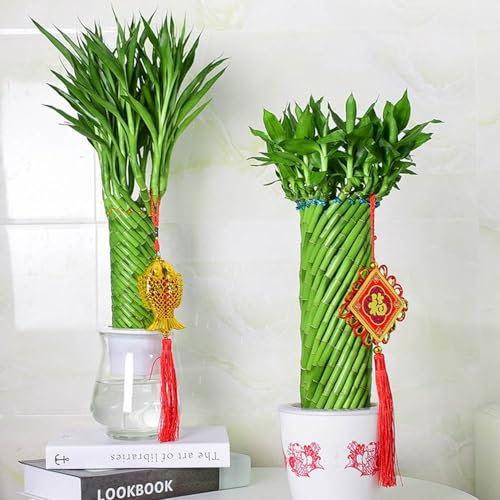 200 Pcs Glücksbambus Pflanze Samen - Lucky Bamboo - Lucky Plant, Bonsai Baum Hochbeet Samen (Dracaena Sanderiana) Gartenpflanzen Winterhart Mehrjährig Luftreinigende Zimmerpflanzen