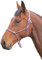 Shires Rope Control Halfter Violett/Schwarz