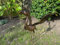 Large Bronze with gold brush Heron Dimensions are 79 x 60 x 107cm. | Garden Statue | Bird Yard Art | Outdoor Decor
