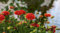 Gefüllte Ringer Kokardenblume 30 Semi - Sundance Gaillardia'