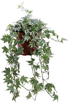 Pianta di Hedera Helix White Ripple Pianta di Edera pianta da esterno pianta tappezzante pianta ricadente pianta ornamental di Edera fogliame varigato pianta vera venduta da eGarden.store