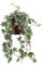 Pianta di Hedera Helix White Ripple Pianta di Edera pianta da esterno pianta tappezzante pianta ricadente pianta ornamental di Edera fogliame varigato pianta vera venduta da eGarden.store