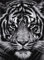 Adult Jigsaw 4000 Piece Black And White Tiger Challenging Educational Stress Relief Toy For Adults And Children