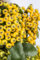 Pyracantha 'Soleil d'Or' 150-175 cm - Feuerdorn, gelbe Beeren, immergrün, ideal als Hecke, bienenfreundlich, winterhart und pflegeleicht