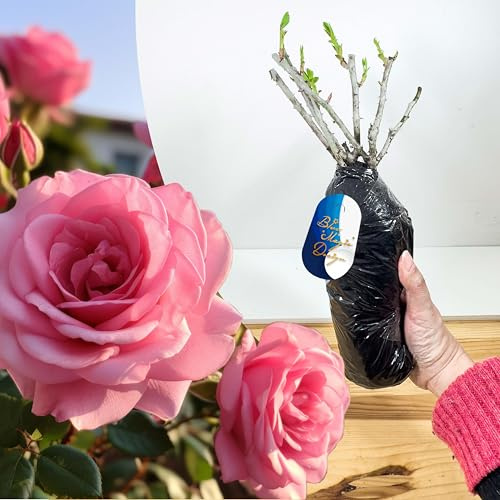 Rosier rose « Tom » à racines nues – Fleurs parfumées et rustiques pour bordures de jardin colorées, haies et treillis
