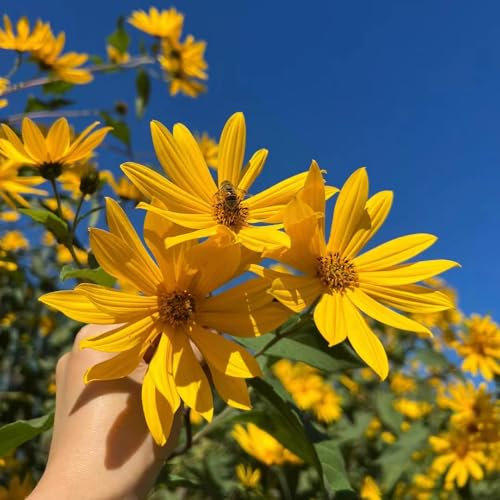 8 pcs topinambur knollen zum pflanzen, blumenzwiebeln mehrjährig winterhart Topinamburknollen (Helianthus tuberosus) zimmerpflanzen bonsai kletterpflanzen winterhart, kübelpflanzen