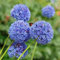 Allium Zwiebeln Winterhart Mehrjährig- allium zwiebeln kaufen, schattenpflanzen winterhart，fensterbank deko winterharte pflanzen für garten gartenpflanzen winterhart mehrjährig deko 8pcs