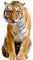 Apalis Fenstersticker Fensterfolie Sitzender Tiger Fensterbilder 119 x 60cm