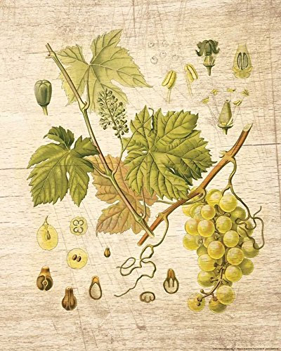 Image on ROLLED CANVAS Grapevine 3 Nobleworks - Food vertical Art print Kitchen decor botanical home decor grapes leaves v Canvas fine art 26_X_20_in