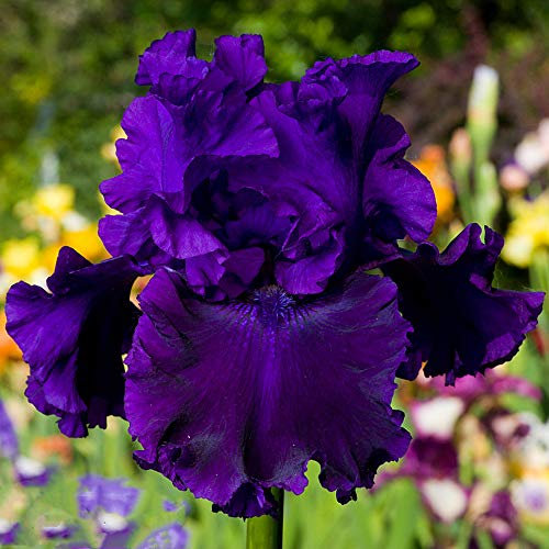 Rizoma iris/Molto delicato/Geheime Garten exotische Stauden/Piante a fioritura perenne-2,4Rizomas