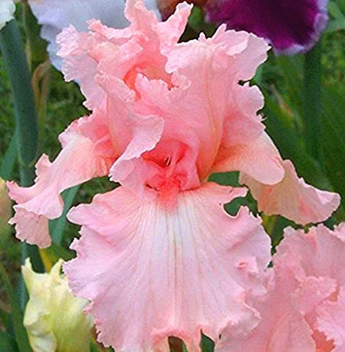 Iris Bulbi Balcone Decorazione Casa Piante Rare Specie Balcone Hardy Lampadine Stunning-6 Lampadine, Rosa