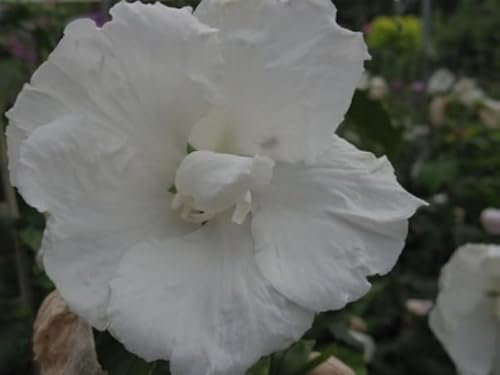 Garteneibisch Diana - Hibiscus syriacus Diana 40-60cm