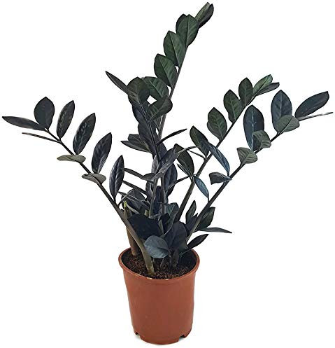 Fangblatt - Zamioculas zamiifolia Raven - schwarze Glücksfeder - die robuste Zamie mit beinahe schwarzen Blättern - Neuheit der Zimmerpflanzen