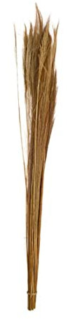 DIJK Ginstergras Natur - Broom Grass - Thysanolaena - 90-105 cm -100g